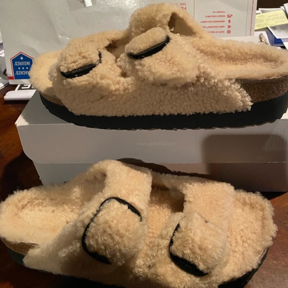 papillio arizona teddy